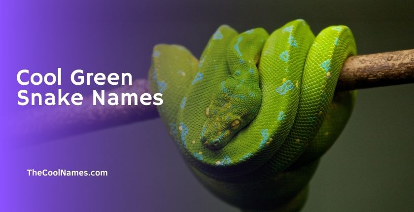 Green Snake Names