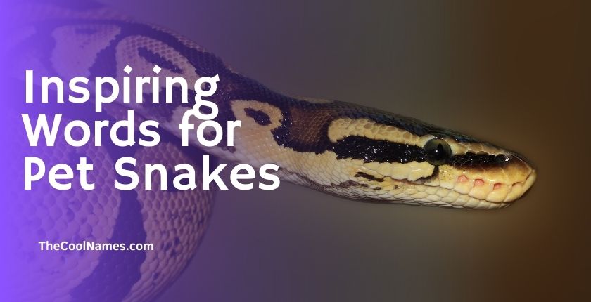 Inspiring Words for Pet Snakes
