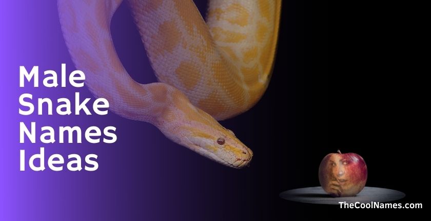 Male Snake Names Ideas