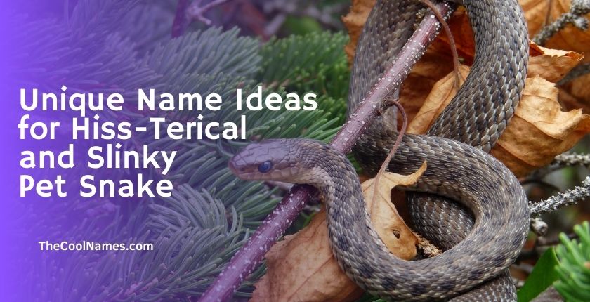 Unique Name Ideas for Hiss-Terical and Slinky Pet Snake 