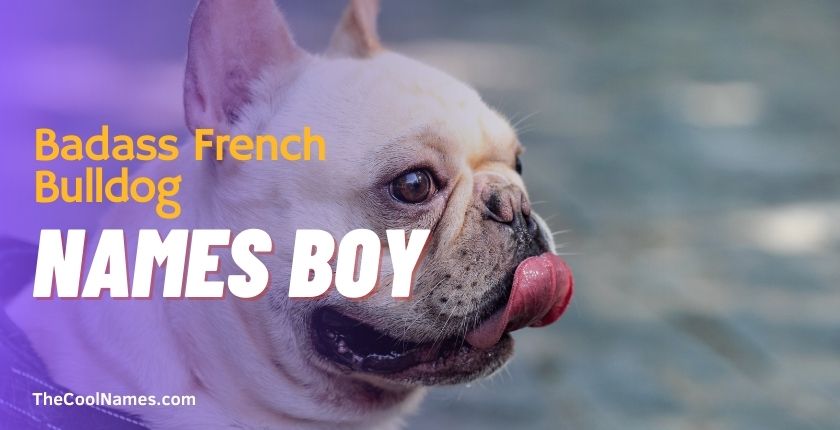 Badass French Bulldog Names Boy