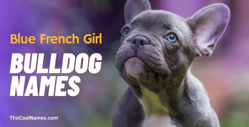 Blue French Girl Bulldog Names