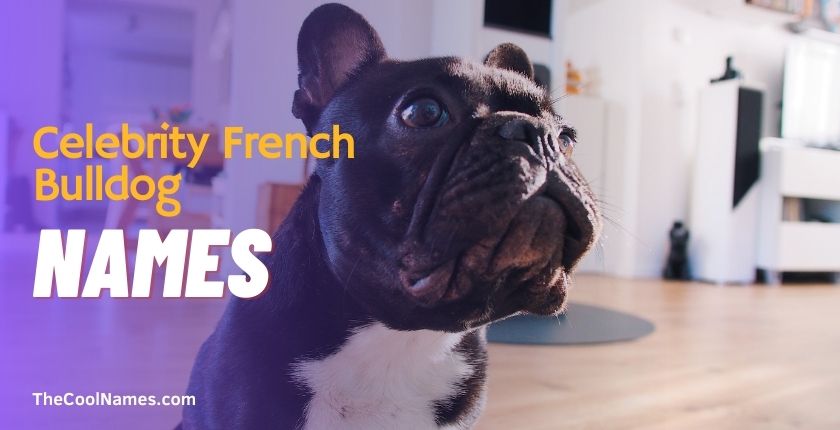 Celebrity French Bulldog Names