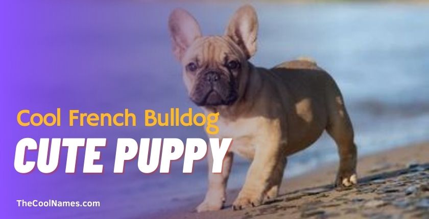 Cool French Bulldog Name Ideas for Cute Puppy