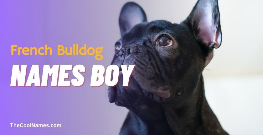 French Bulldog Names Boy 2023
