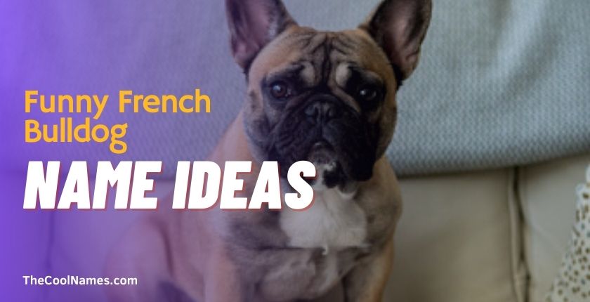 Funny French Bulldog Name Ideas