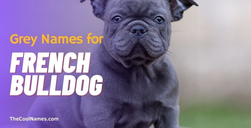 Grey Names for French Bulldog