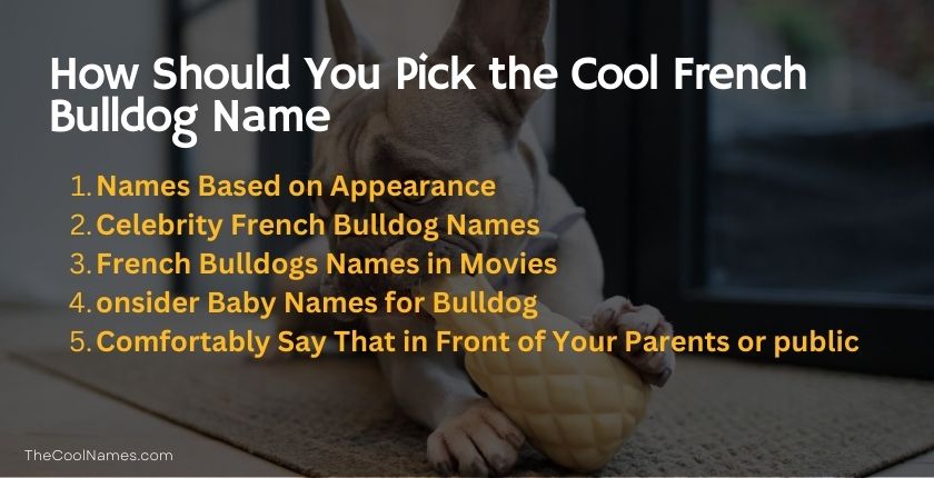 Pick the Cool French Bulldog Name
