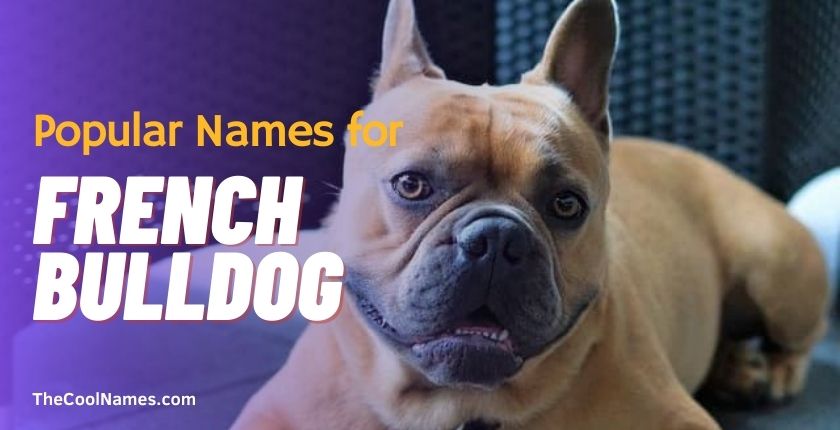 Names for French Bulldogs Male