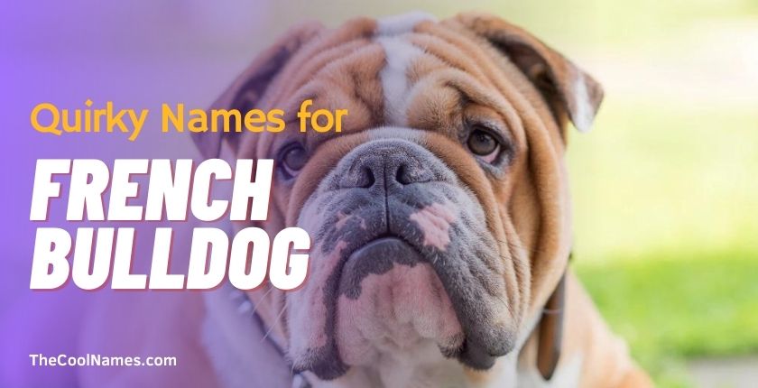 Quirky Names for French Bulldog