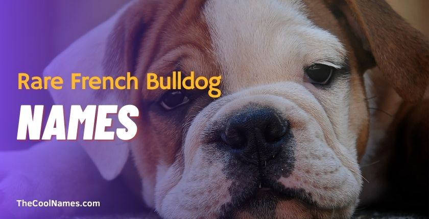 Rare French Bulldog Names