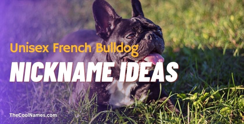 Unisex French Bulldog Nickname Ideas