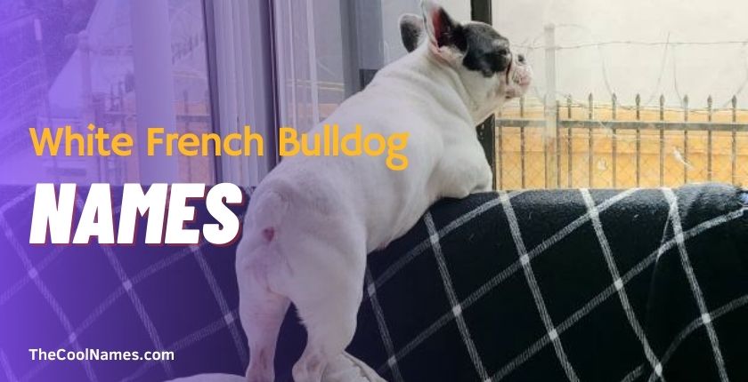 White French Bulldog Names
