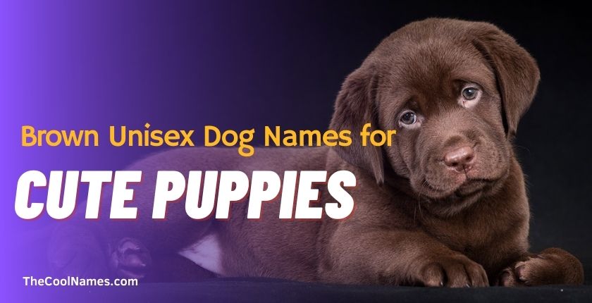 Brown Unisex Dog Names for Cute Puppies