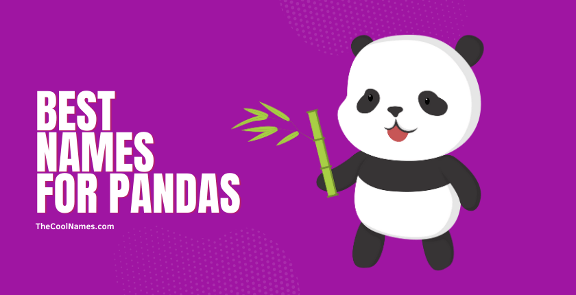 Best Names for Pandas