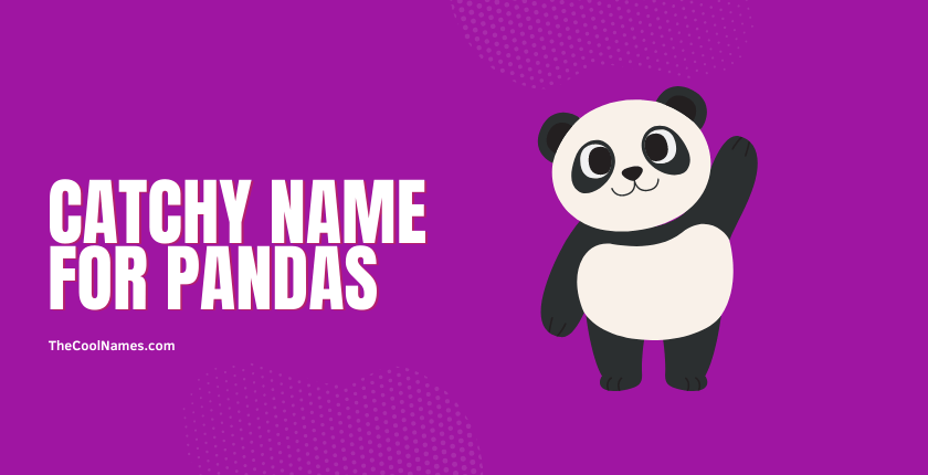 Catchy Name for Pandas 