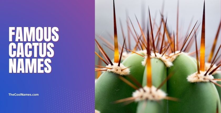 Famous Cactus Names Based on Pop Culture 