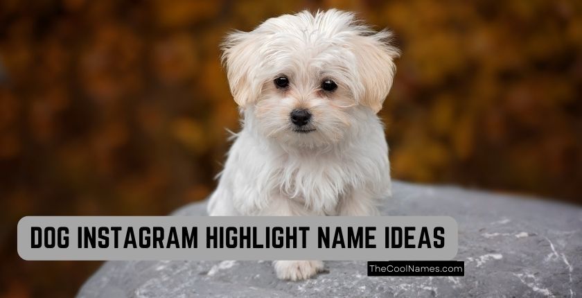 Dog Highlight Name Ideas For Instagram