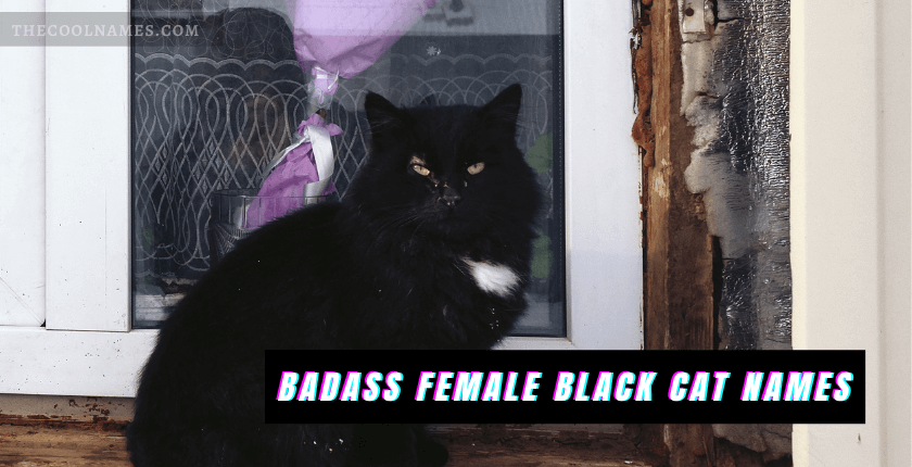 Badass Black Cat Names Female