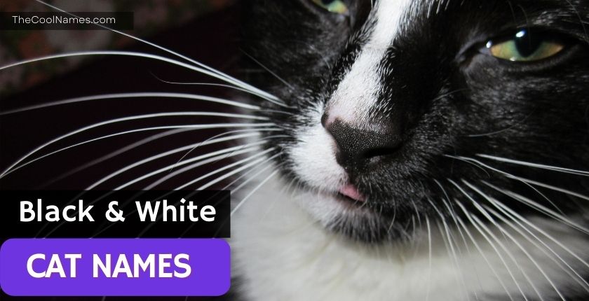 Black & White Cat Names