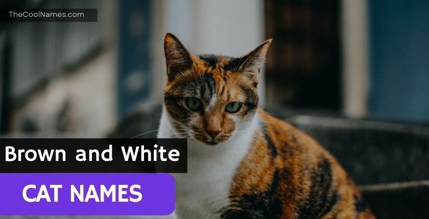 Brown and White Cat Names