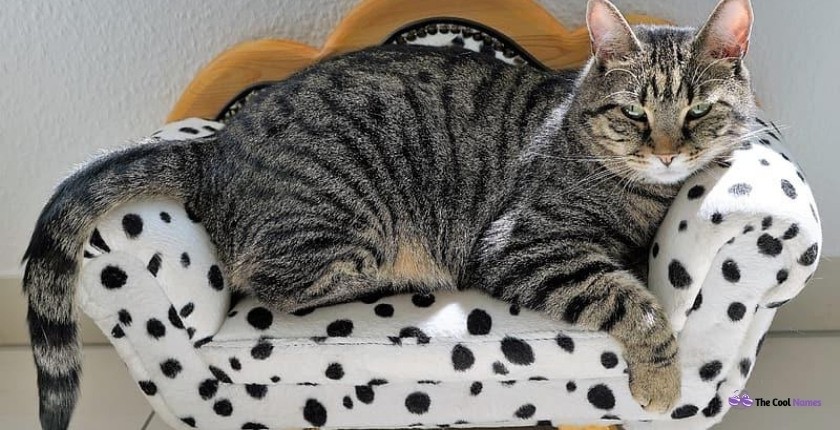 Coat Patterns of Tabby Cats