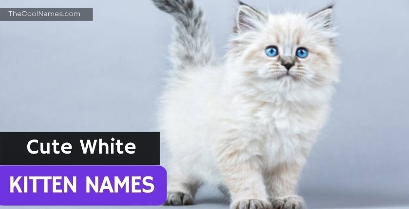 Cute White Kitten Names