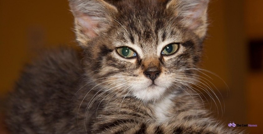 Cutest Tabby Cat Names