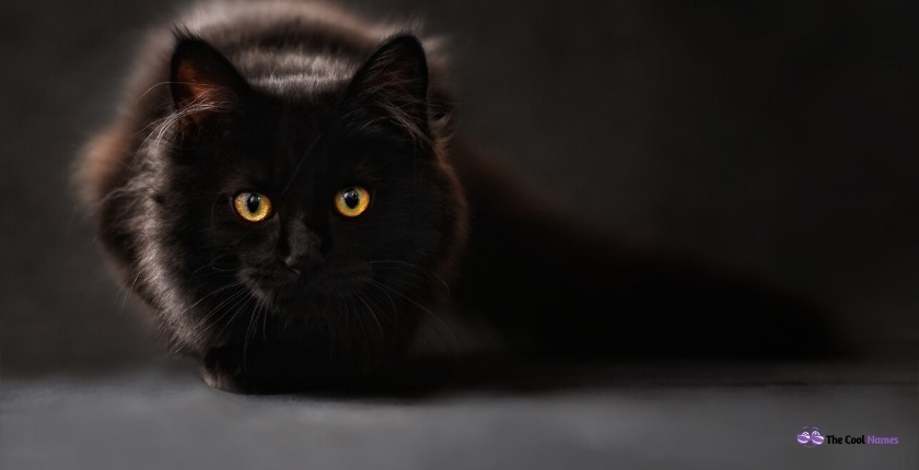 Female Black Cat Names