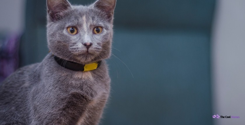 Female Gray Cat Names