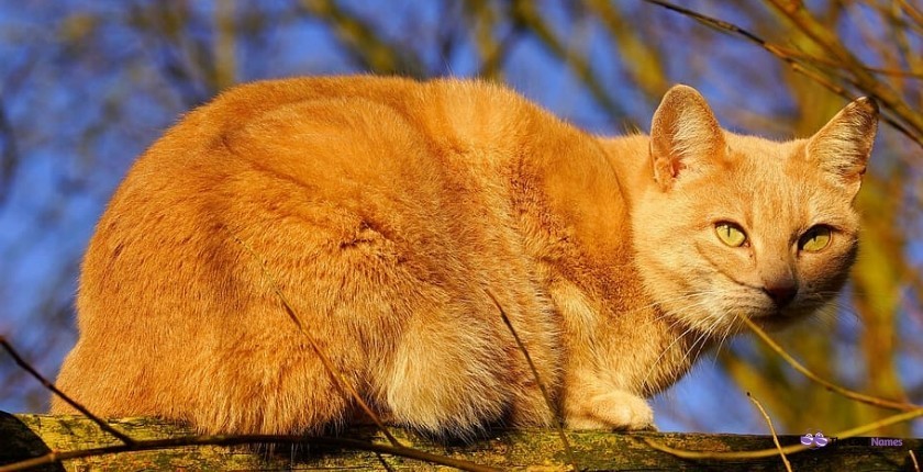 Female Orange Cat Names