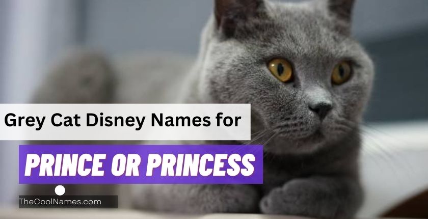 Grey Cat Disney Names for Prince or Princess