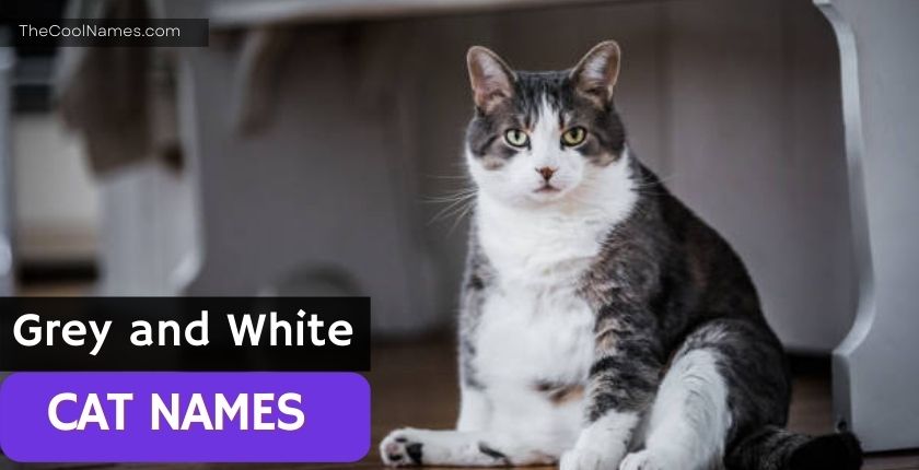 Grey and White Cat Names
