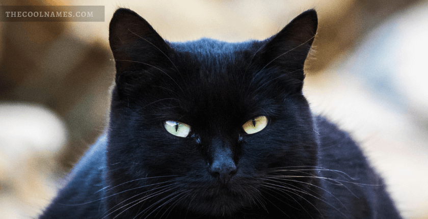 500+ Badass Black Cat Names Best For Cute And Witchy Kittens