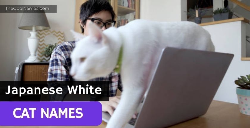 Japanese White Cat Names