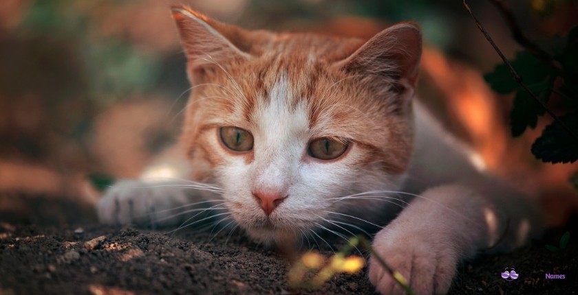 Outstanding Orange Cat Names