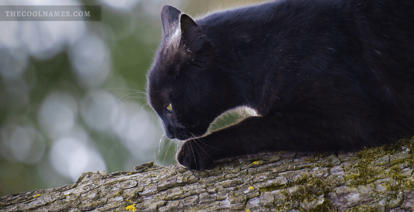 Spiritual Black Cat Names