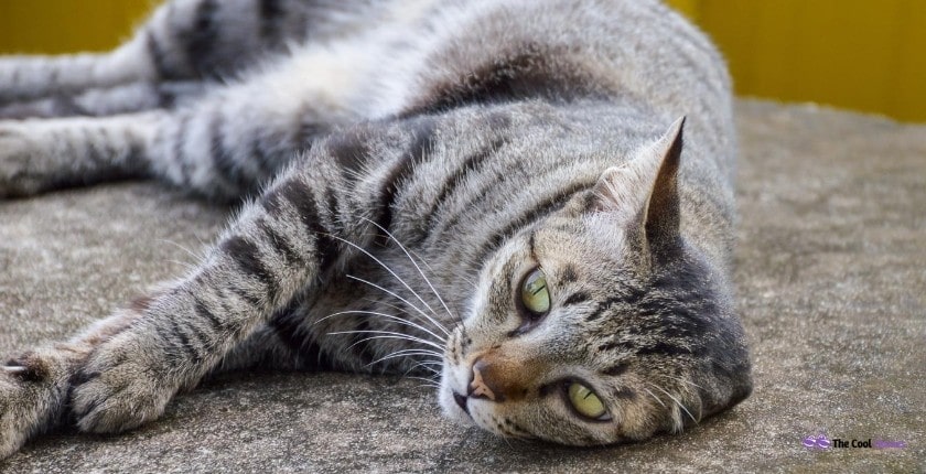 Tabby Cat Names Female