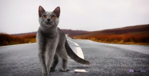 360 Cool Gray Cat Names For Your Cute Feline 2024   The Gray Cat Names 300x154 