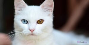 785+Unique, Funny And Cool White Cat Names In 2024