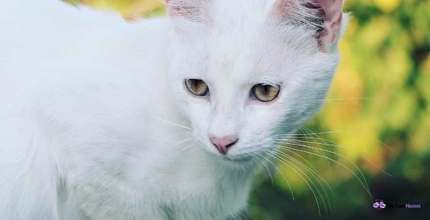 White Cat Names Unisex