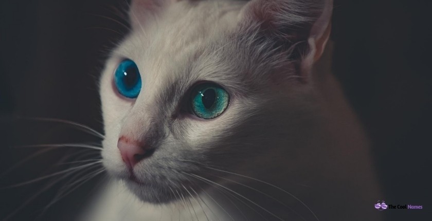 White Cat Names with Blue eyes