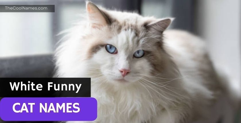 White Funny Cat Names