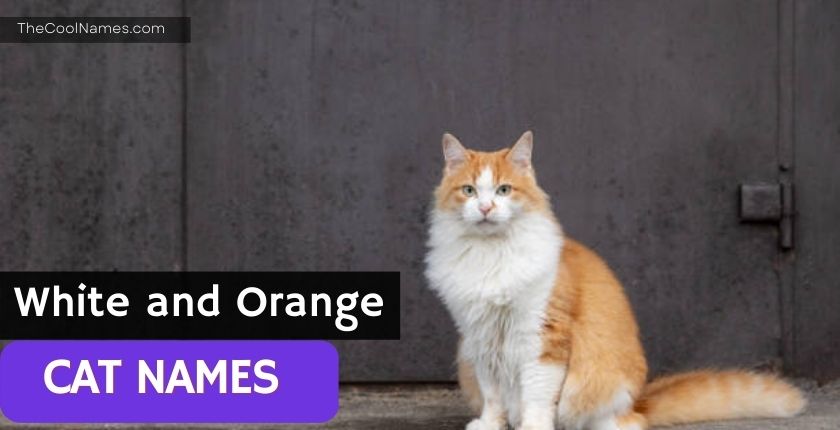 White And Orange Cat Names 