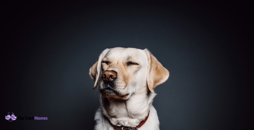 American Big Dog Names