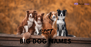 330+ Big Dog Names Ideas 