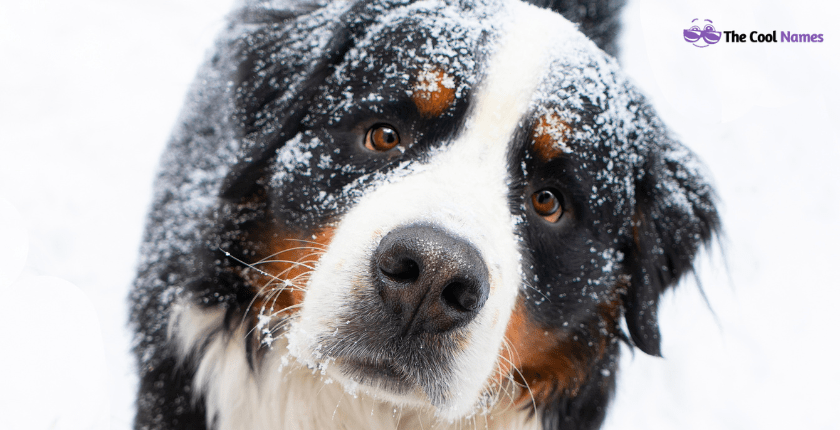 Cute Big Dog Names