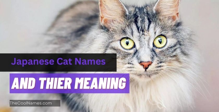 Japanese Cat Names and Thier Meaning