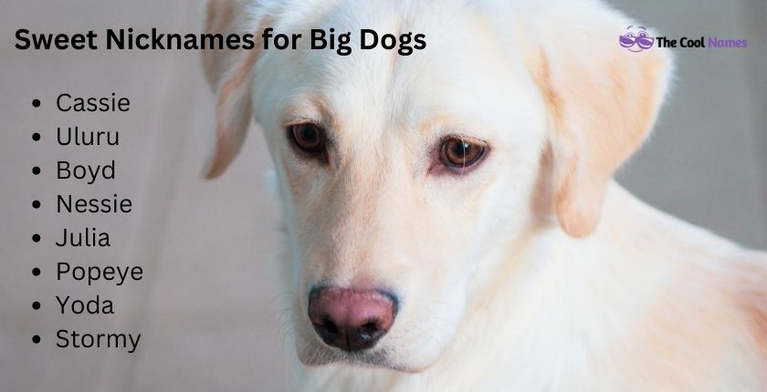 Sweet Nicknames for Big Dogs