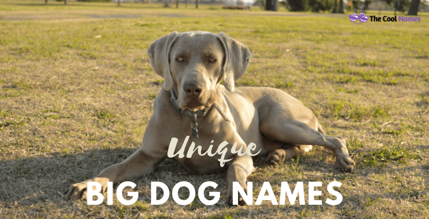Unique Big Dog Names